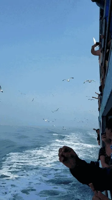 喂食海鸥