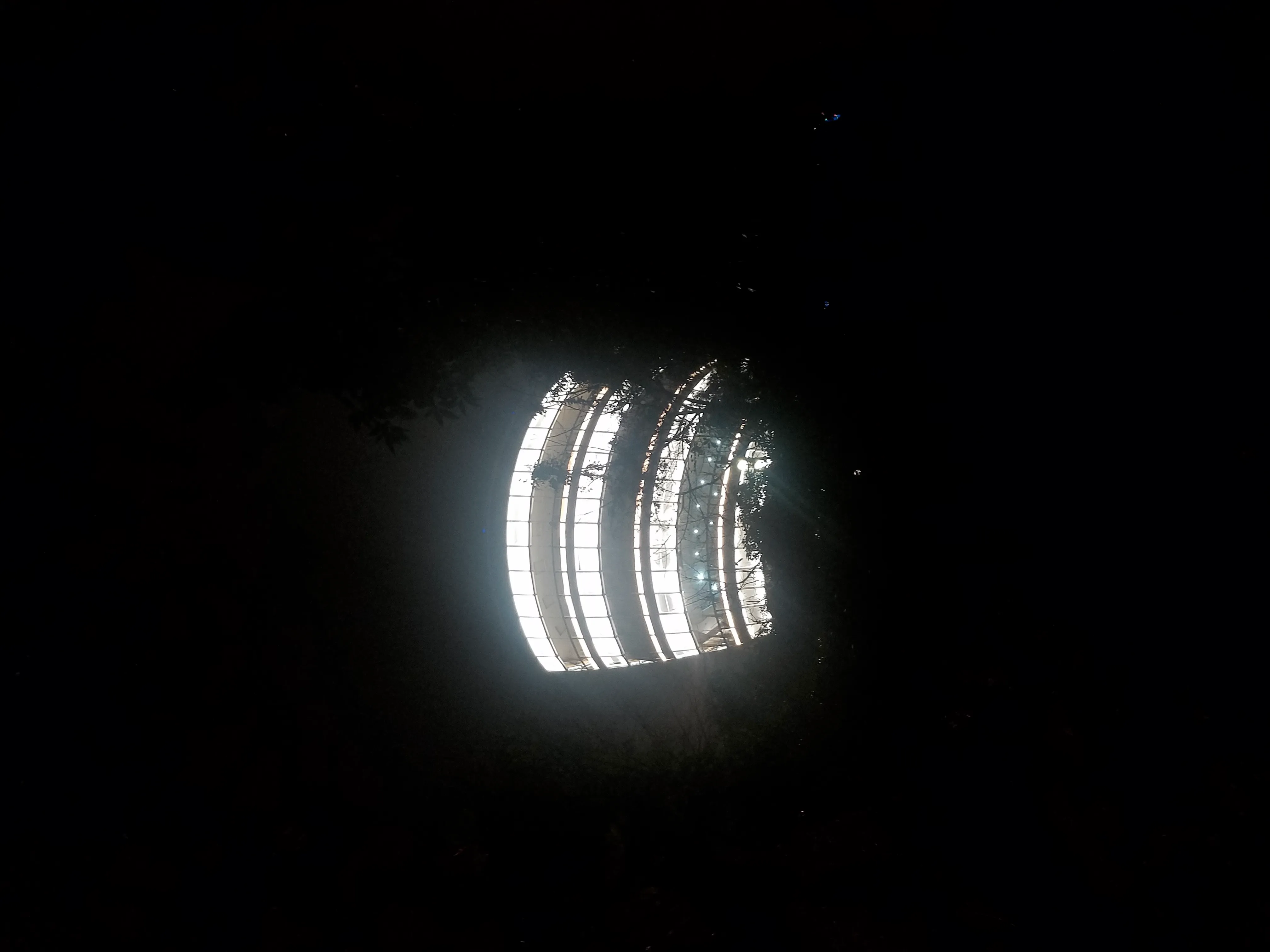“一棵树”
